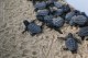 Segundo agência da ONU, tartarugas marinhas são capturadas acidentalmente em redes ou ganchos e geralmente morrem antes de serem libertadas. Substituição do formato dos ganchos usados na pesca é uma das recomendações.