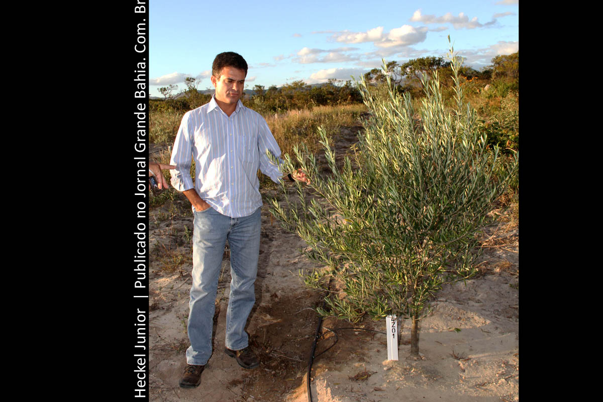 Eduardo Salles inspeciona cultivo de oliveira na Bahia.