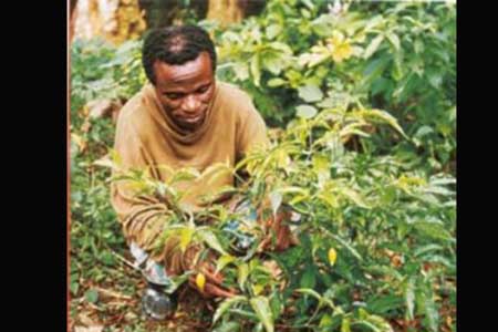 A iboga é uma misteriosa raiz africana a qual se atribui fortes propriedades terapêuticas.