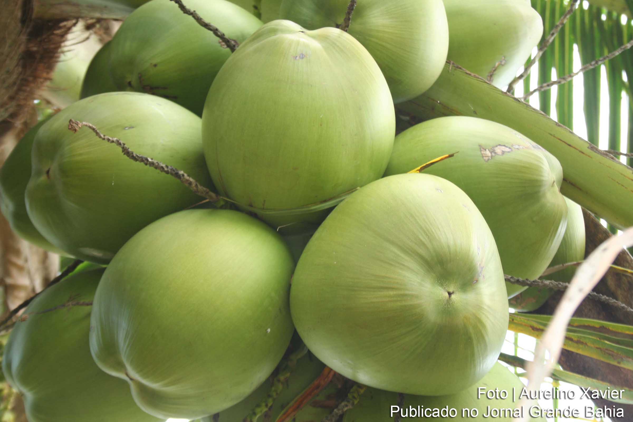 Bahia é o maior produtor de coco do Brasil.