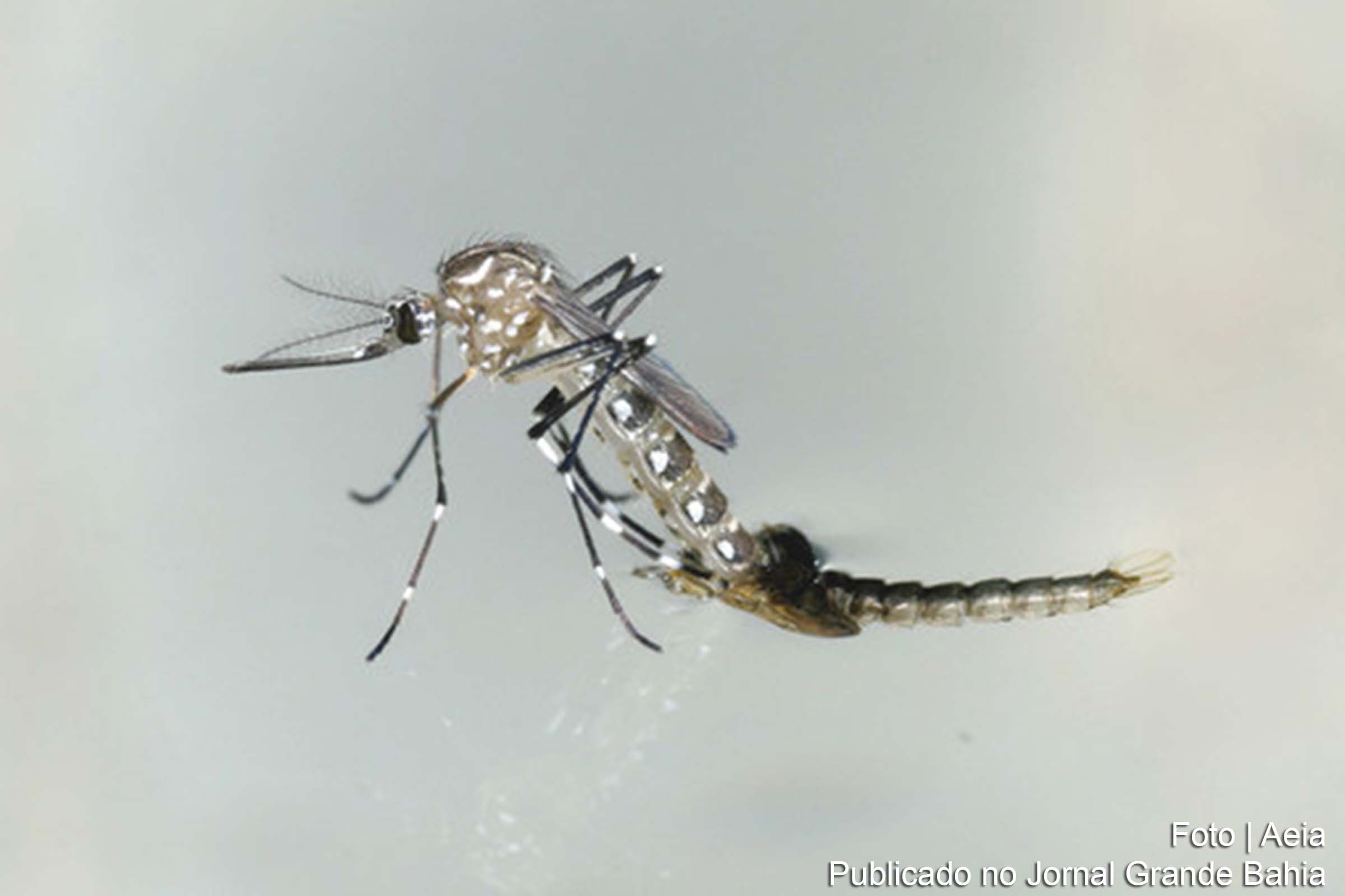 O mosquito aedes aegypti transmite doenças como chikungunya, dengue e zika.