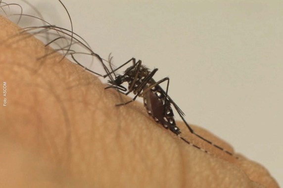 Verão é o período do ano em que os ovos do mosquito eclodem e acarretam o aumento de infecção por dengue, chikungunya e zika.