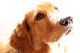 Lesão ocular é perigosa e pode deixar o cachorro cego se não identificada cedo e tratada adequadamente.