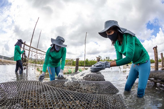 Mulheres da comunidade da Enseada do Paraguaçu geram emprego e renda por meio do cultivo de ostras com o apoio da Votorantim Cimentos.