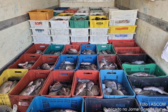 A Cooperativa de Produção e Comercialização dos Derivados de Peixes de Sobradinho (COOPES) comercializou 14,2 toneladas de tilápia durante esta Semana Santa.