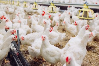 Abate de frangos no estado apresentou sua melhor marca na série histórica, com 35,9 milhões de animais abatidos no período.