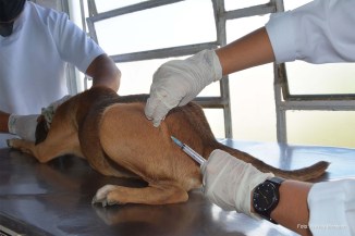 A orientação do CCZ é que sejam imunizados cães e gatos a partir dos três meses, sendo necessário levar o cartão de vacinação.